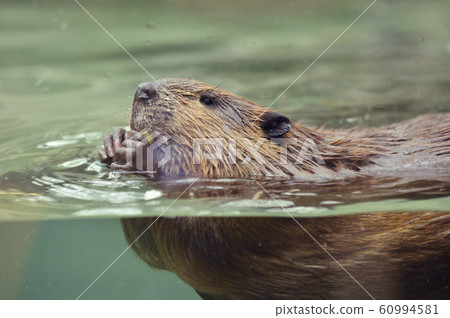 [海狸]海狸在水中游泳時吃一個蘋果 60994581