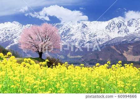 長野_Nohira櫻花和白馬山 長野_Nohira櫻花和白馬山 60994666