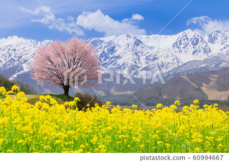 長野_Nohira櫻花和白馬山 60994667