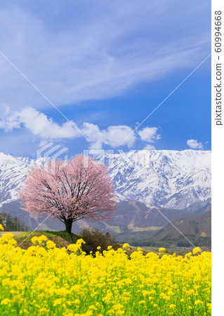 長野_Nohira櫻花和白馬山 長野_Nohira櫻花和白馬山 60994668