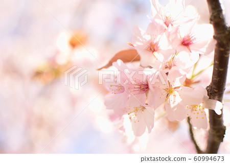 春天櫻花3 春天櫻花3 60994673
