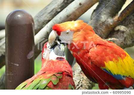 Green-winged Macaw 60995090
