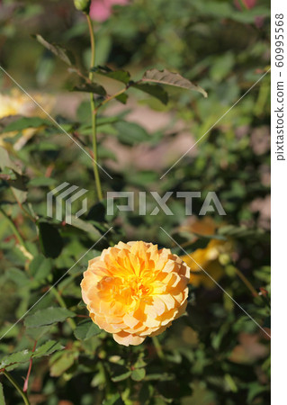 Molynew Rose Flower Molynew Rose Flower 60995568