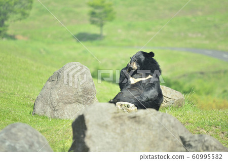 Asian black bears 60995582