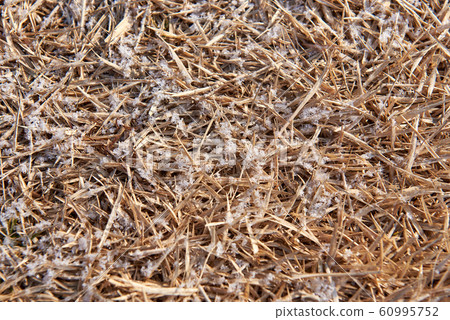 Frost, Winter 60995752