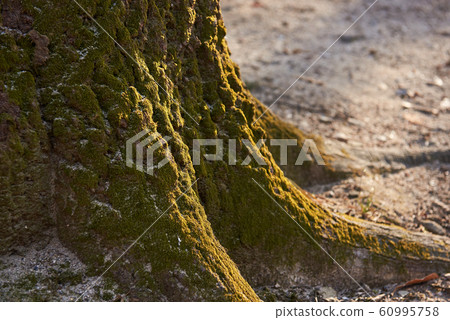 Pine,Hwgeongneung,Hwaseong,Gyeonggi-do Pine,Hwgeongneung,Hwaseong,Gyeonggi-do 60995758