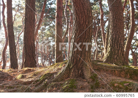 Hyeonggungneung, Hwaseong, Gyeonggi 60995765