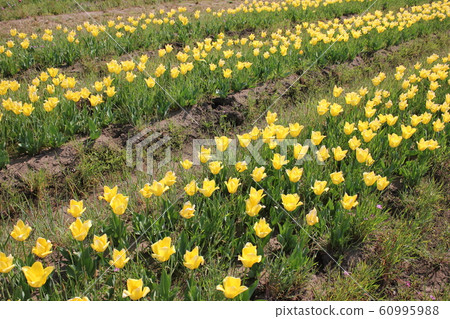 ~Tulip~ ◦ ◦ ◦ ◦ Yellow tulips ◦ ◦ ◦ ◦ ~Tulip~ ◦ ◦ ◦ ◦ Yellow tulips ◦ ◦ ◦ ◦ 60995988