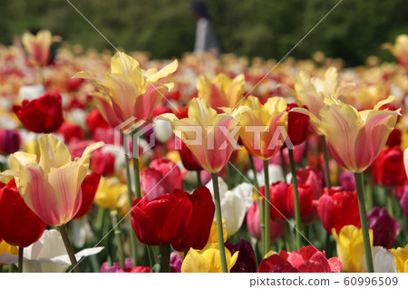 Tulip II (Echigo Hillside National Park) Tulip II (Echigo Hillside National Park) 60996509