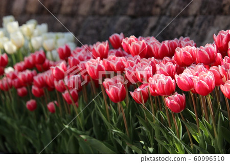 Tulip II (Echigo Hillside National Park) 60996510