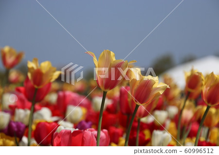 Tulip II (Echigo Hillside National Park) Tulip II (Echigo Hillside National Park) 60996512