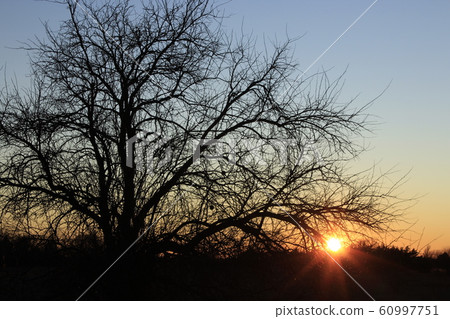 Kansas Tree silhouette with a bright Sunset in the background out in the country. Kansas Tree silhouette with a bright Sunset in the background out in the country. 60997751
