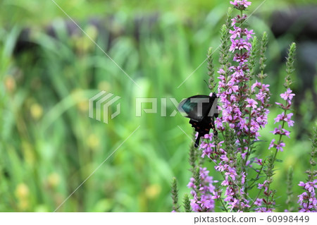 Flower and butterfly 60998449