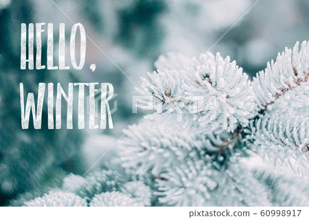 Hello Winter text on snow-covered branches of blue Hello Winter text on snow-covered branches of blue 60998917