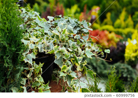 Potted english ivy houseplant on garden market, 60999756