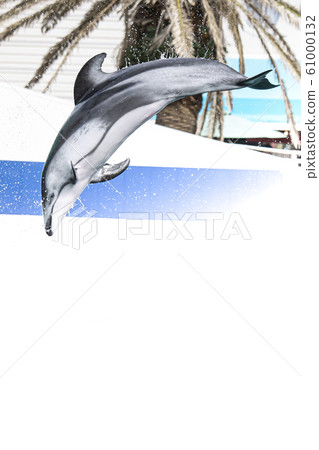 Kamogawa Sea World @ Dolphin Kamogawa Sea World @ Dolphin 61000132