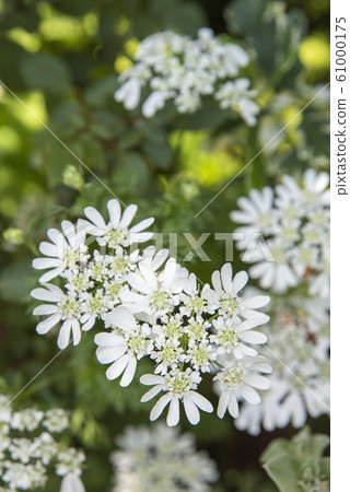 開花在春天的白花 開花在春天的白花 61000175