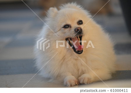 white pomeranian dog adorable small pet with fluffy long hair 61000411