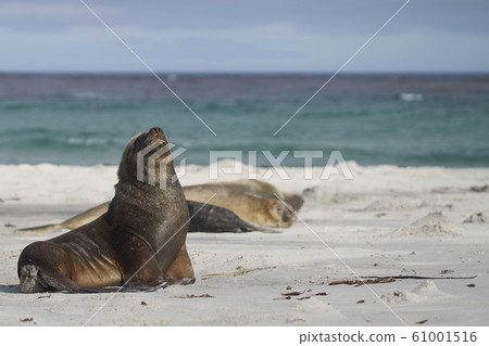 Wildlife of the Falkland Islands 61001516