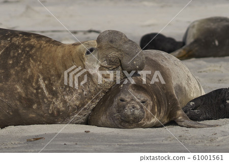 Southern Elephant Seals (Mirounga leonina) 61001561