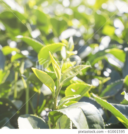 Tea leaf plantation garden leisure field tea field 61001595