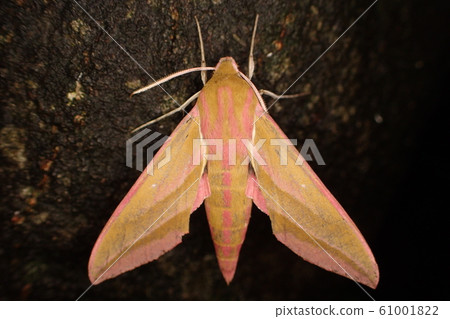 Venezia Deilephila elpenor 61001822