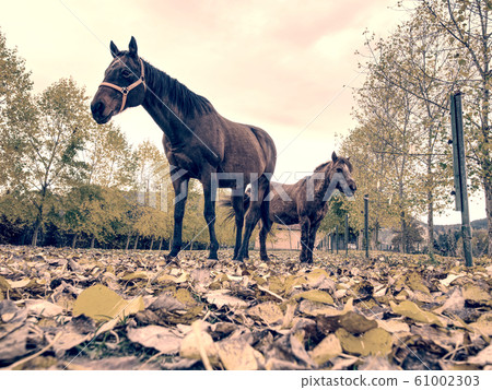 Horses in fall paddock of horse farm.  Animals 61002303