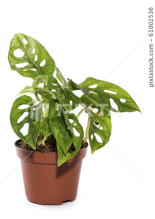 Bush monstera in a pot on a white background Bush monstera in a pot on a white background 61002536