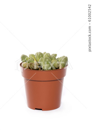 Green Succulent Playospylos In Pot Isolate On Green Succulent Playospylos In Pot Isolate On 61002542