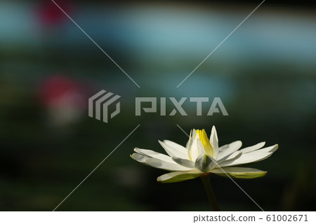 Water lily 61002671