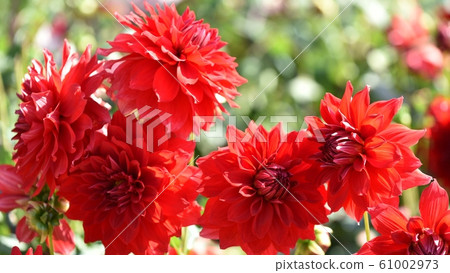 Dahlia Dahlia 61002973