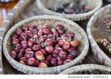 Coffee Bean Coffee Bean 61003212