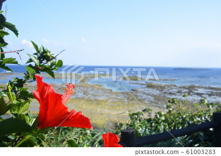 德之島海和芙蓉 61003283