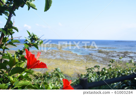 德之島海和芙蓉 61003284