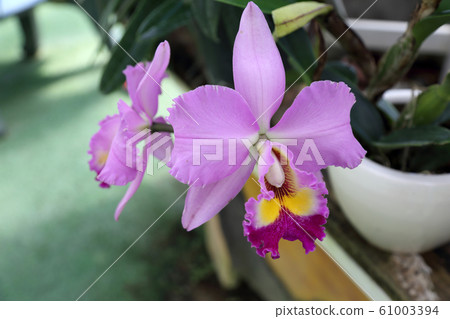 Orchid 61003394