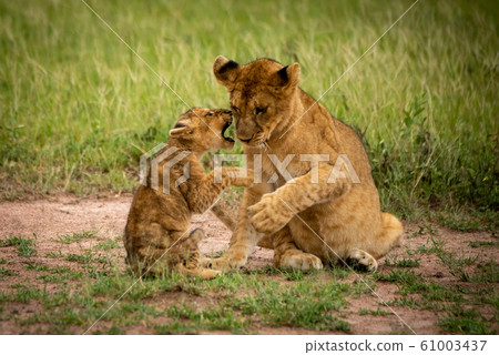 Lion cub sits baring teeth at another 61003437