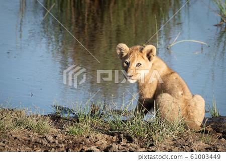 Lion cub on riverbank turns to camera Lion cub on riverbank turns to camera 61003449