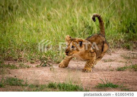 Lion cub on grass ready to jump 61003450