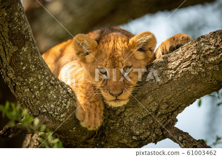 Lion cub looks down from lichen-covered branch 61003462