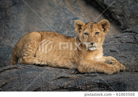 Lion cub lies on rock eyeing camera Lion cub lies on rock eyeing camera 61003508