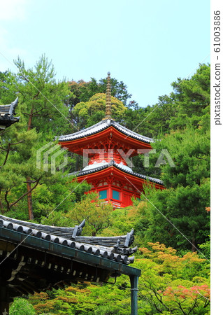 新鮮的綠色Imakumano觀音寺 新鮮的綠色Imakumano觀音寺 61003886