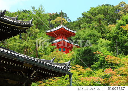 新鮮的綠色Imakumano觀音寺 新鮮的綠色Imakumano觀音寺 61003887