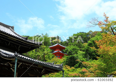 The fresh green Imakumano Kannonji Temple The fresh green Imakumano Kannonji Temple 61003892
