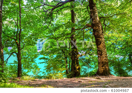 Forest on Biogradskoe lake Forest on Biogradskoe lake 61004987