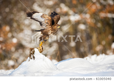 Buzzard taking of from a tree stump covered with snow in winter nature 61005040