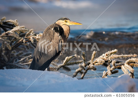 Grey heron standing near river with water flowing in background at sunrise 61005056