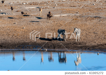 Giraffes an Impalas near a waterhole 61005272