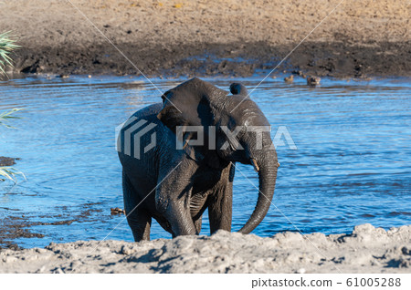 An African Elephant Emerging from a Waterhole 61005288