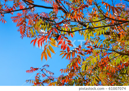 朝日樹的秋葉櫻島百花花園 61007074