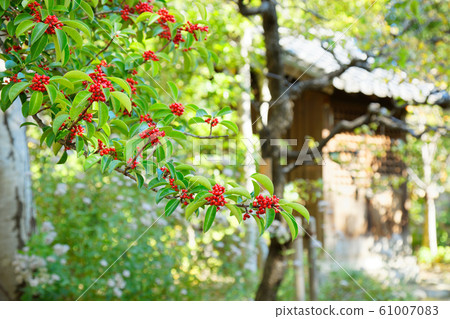 Red berries of black-tailed beech tree Mukaijima Hyakuhanaen 61007083